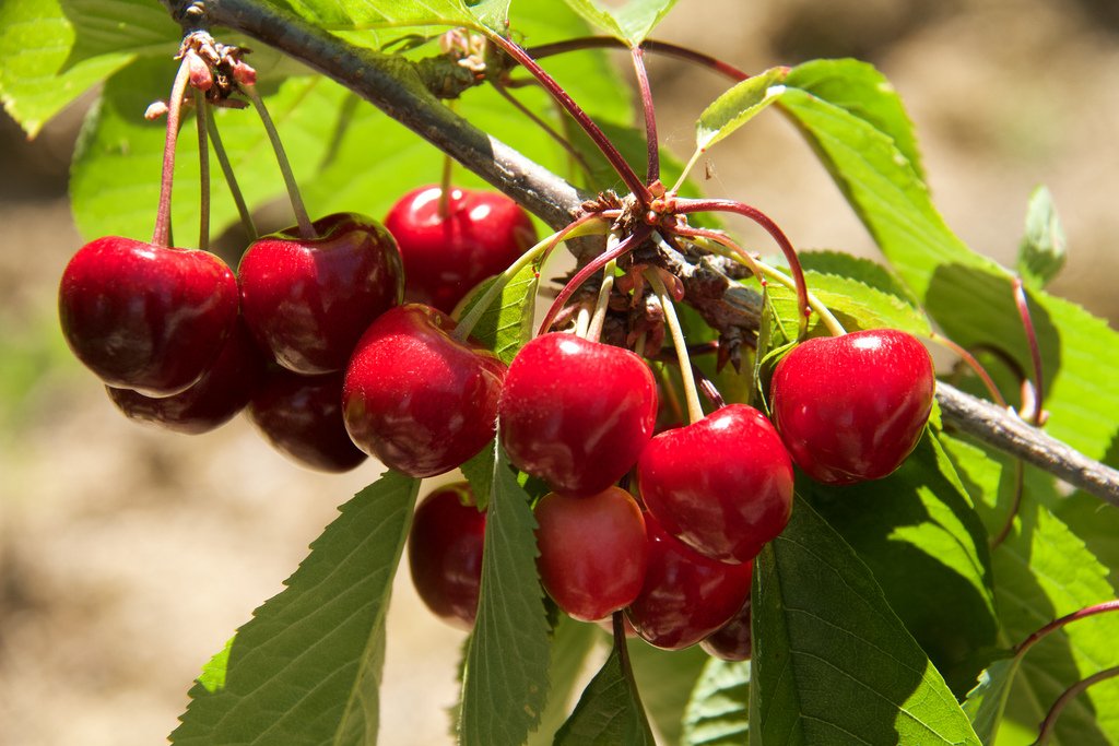 Californias Top Cherry Picking Farms & Experiences Revealed