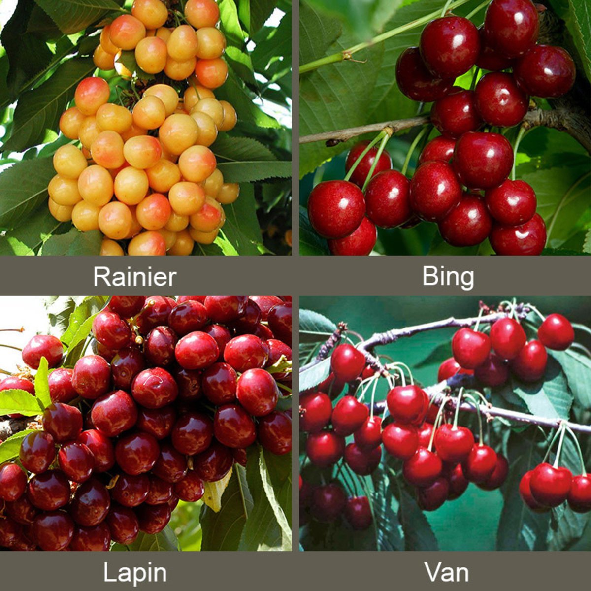 Understanding Cherry Seasons & Varieties and Their Uses